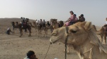 SetRatioSize150150-CamelRiders