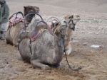 SetRatioSize150150-Camels